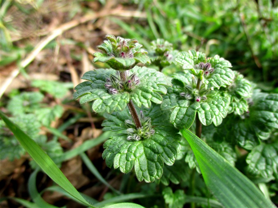 Stängelumfassende Taubnessel (Lamium amplexicaule) in Brebach