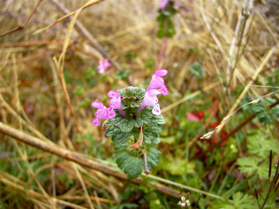 Lamium amplexicaule?