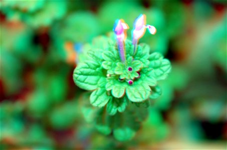 A anaglyph image of a clover of non-specific class. The image was made with an image with flash and one without.