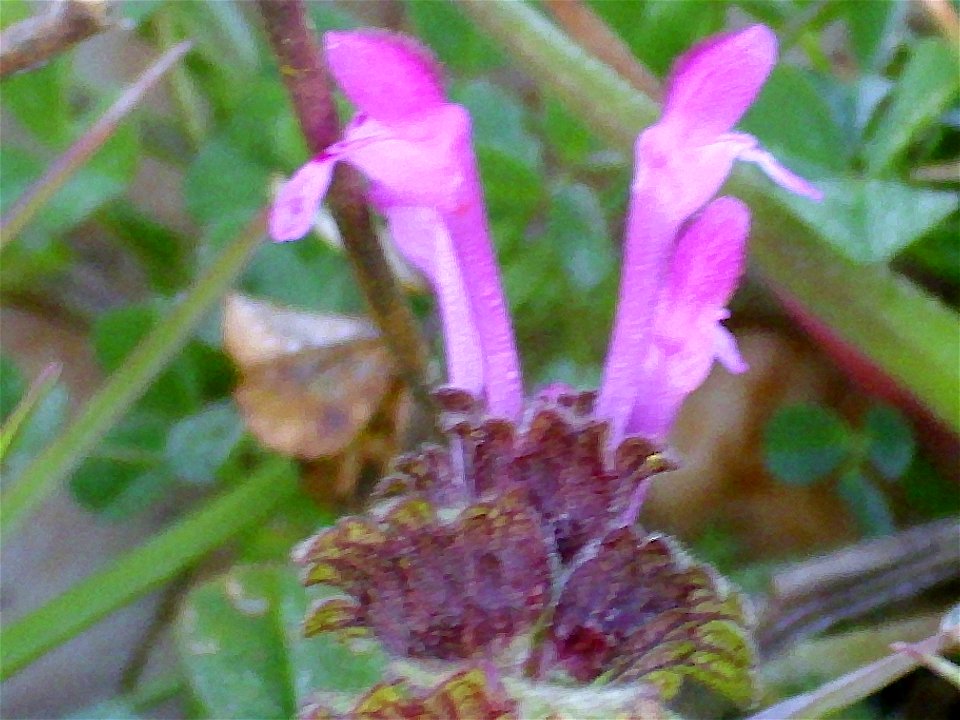 Lamium amplexicaule fruits, Campo de Calatrava, Spain