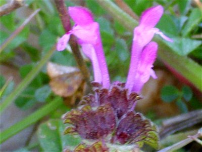 Lamium amplexicaule fruits, Campo de Calatrava, Spain
