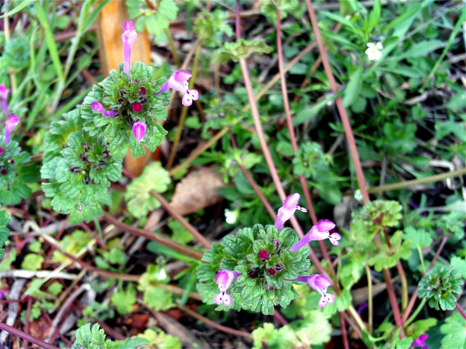 Lamium amplexicaule flowers close up,  Dehesa Boyal de Puertollano, Spain
