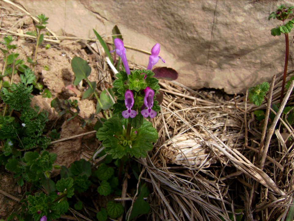 Lamium amplexicaule in the wild Castelltallat Catalonia