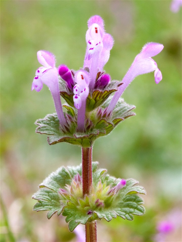Henbit Deadnettle (Lamium amplexicaule) in Nashville, Tennessee