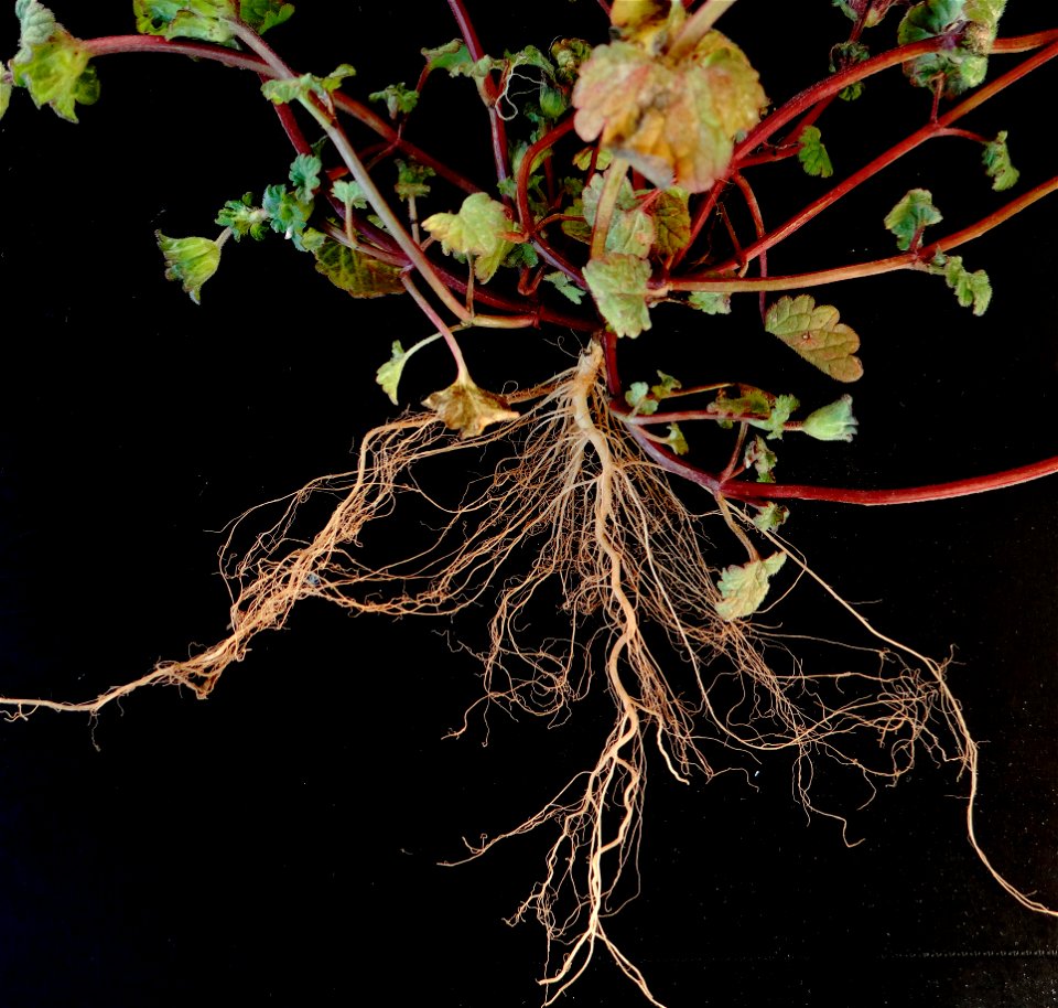 Root of lamium amplexicaule. Date: Feb. 14 2015. Place: Asaka, Satima, Japan.