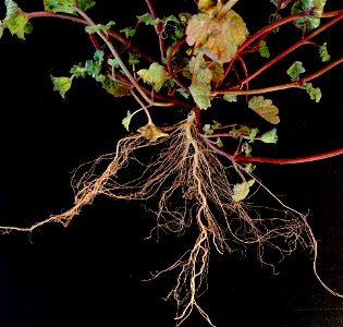 Root of lamium amplexicaule. Date: Feb. 14 2015. Place: Asaka, Satima, Japan.