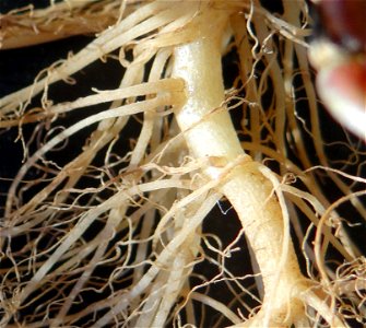 ホトケノザの根。 File:Lamium amplexicaule root.jpgの拡大。