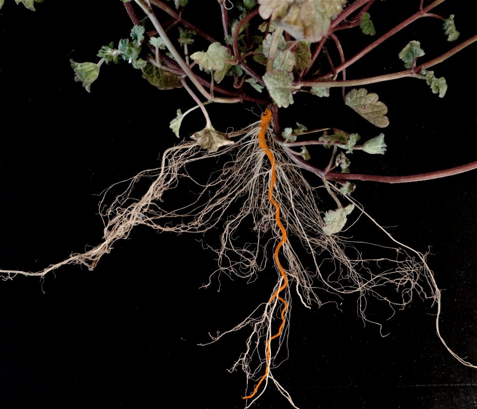 File:Lamium amplexicaule root.JPGの主根に着色をしたもの