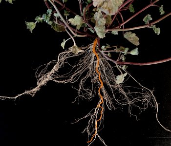 File:Lamium amplexicaule root.JPGの主根に着色をしたもの