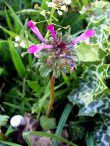 Lamium amplexicaule flowers close up, Dehesa Boyal de Puertollano, Spain photo