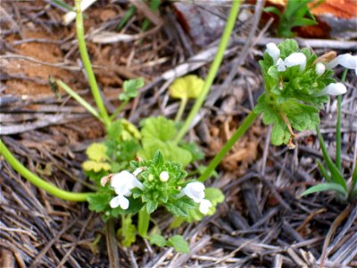 Lamium amplexicaule var. albiflorum habit, Dehesa Boyal de Puertollano, Spain