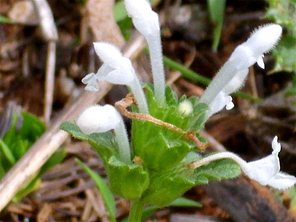 Lamium amplexicaule var. albiflorum spikes, Dehesa Boyal de Puertollano, Spain