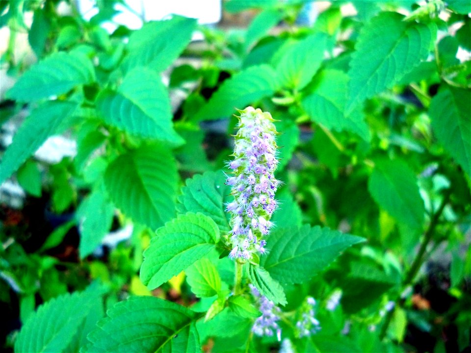 Elsholtzia ciliata
