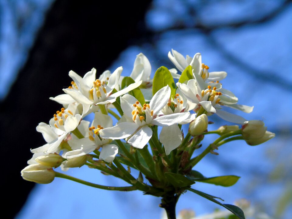 Spring floral nature