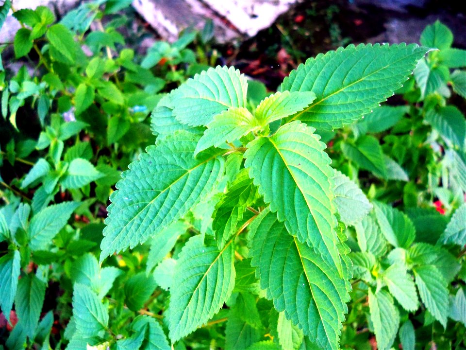 Elsholtzia ciliata