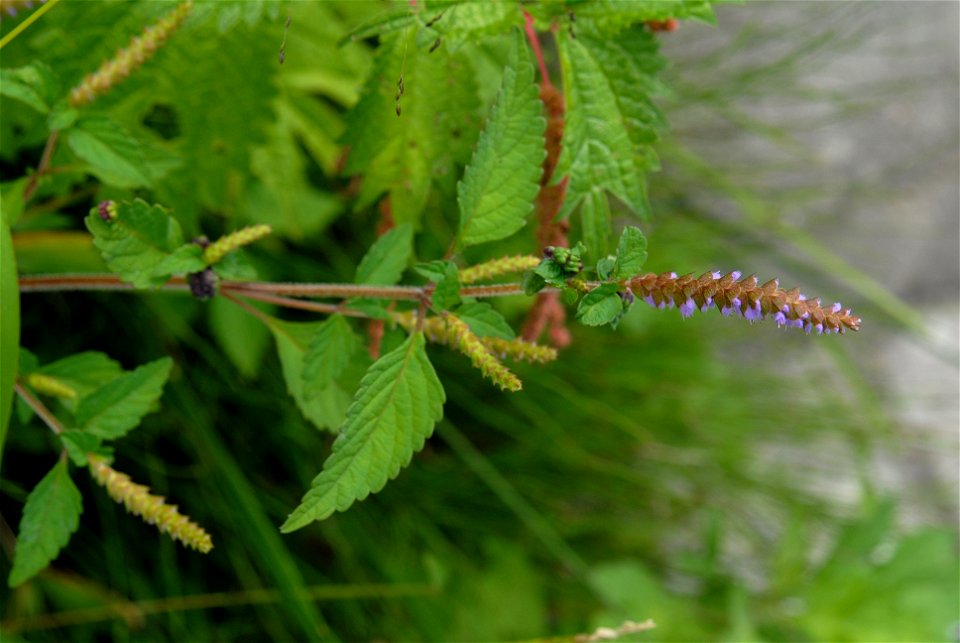 ナギナタコウジュの花 Elsholtzia ciliata (Thunb.) Hyl.