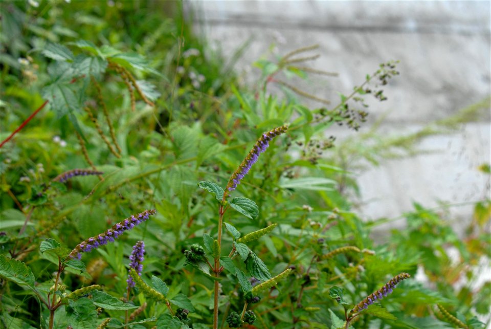 ナギナタコウジュの全景 Elsholtzia ciliata (Thunb.) Hyl.