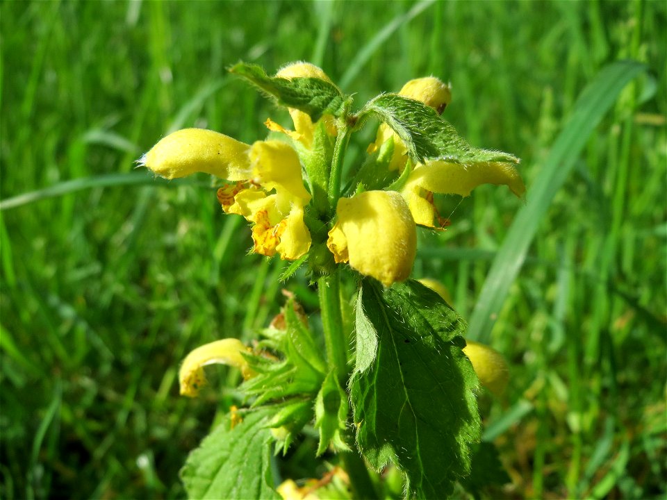 Gewöhnliche Goldnessel (Lamiastrum galeobdolon) im Bürgerpark Saarbrücken