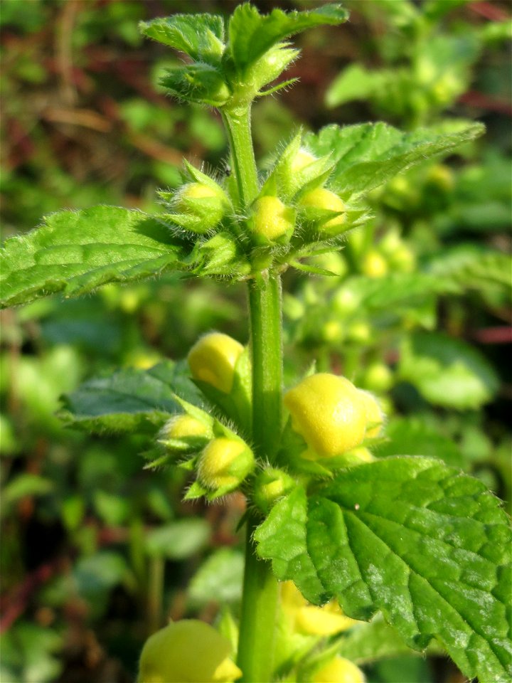 Gewöhnliche Goldnessel (Lamiastrum galeobdolon) in Hockenheim