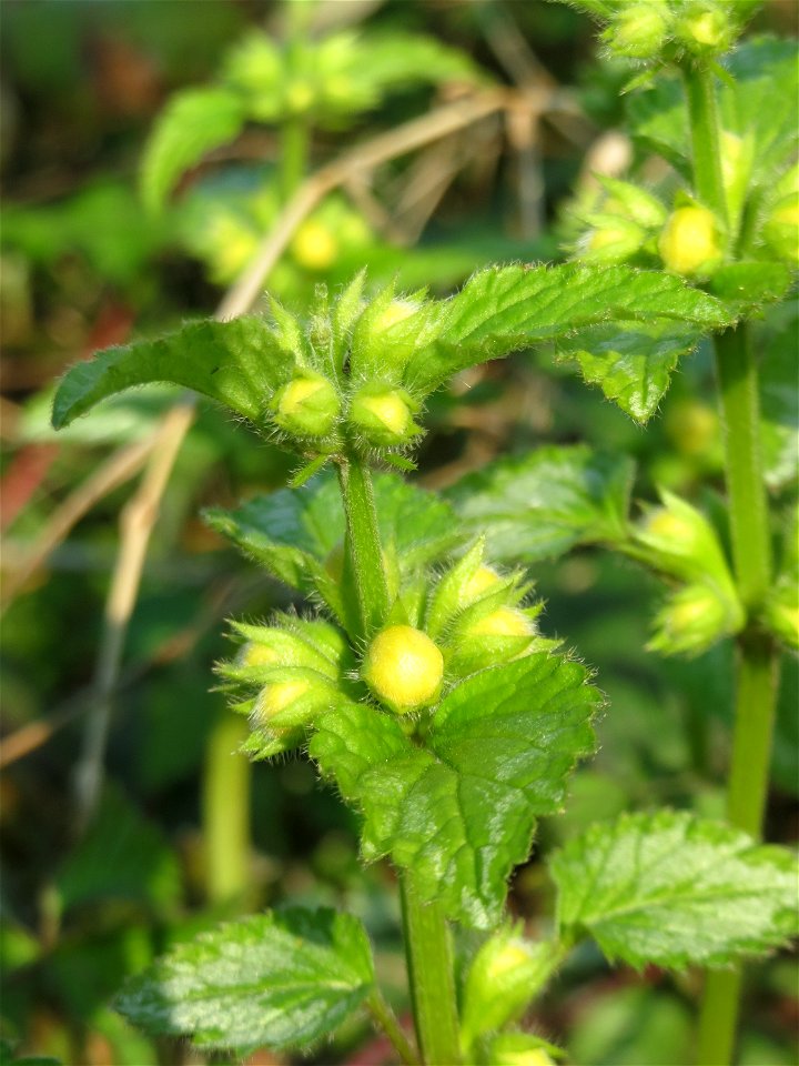 Gewöhnliche Goldnessel (Lamiastrum galeobdolon) in Hockenheim