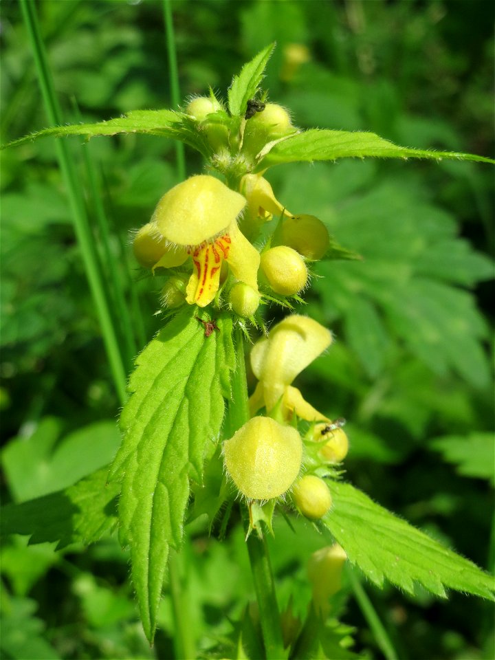 Gewöhnliche Goldnessel (Lamiastrum galeobdolon) im Landschaftsschutzgebiet „Drahtzugweiher und das Habsterwiesental“ in Alt-Saarbrücken