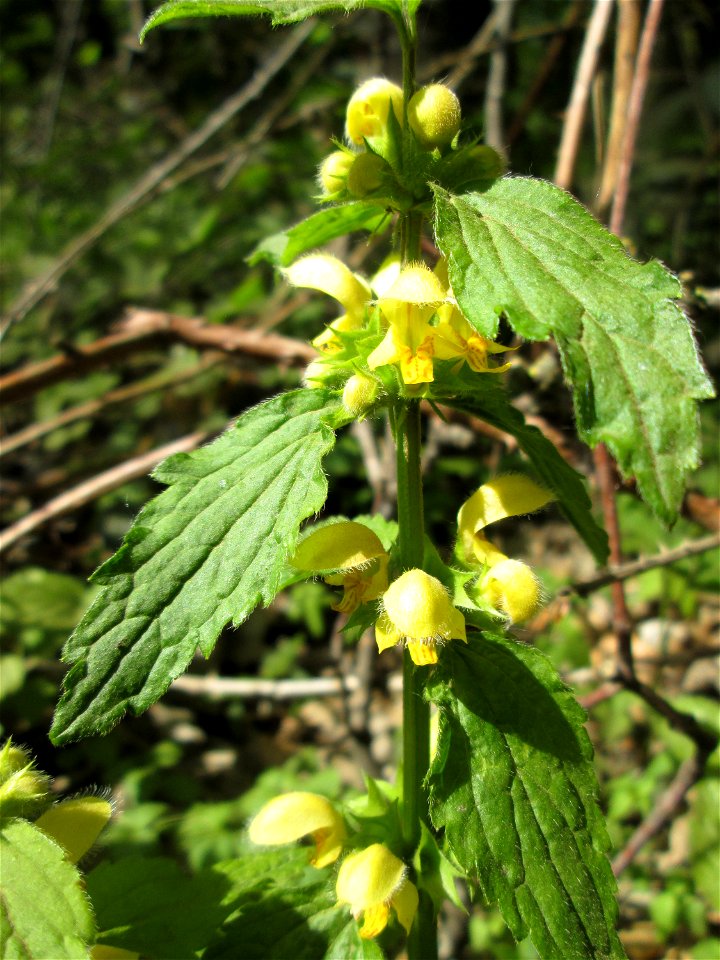 Gewöhnliche Goldnessel (Lamiastrum galeobdolon) im Steinbachtal bei Saarbrücken