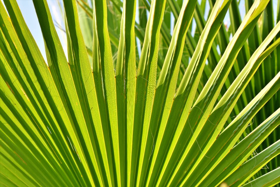 Palm fronds palm tree vacations