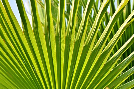 Palm fronds palm tree vacations photo