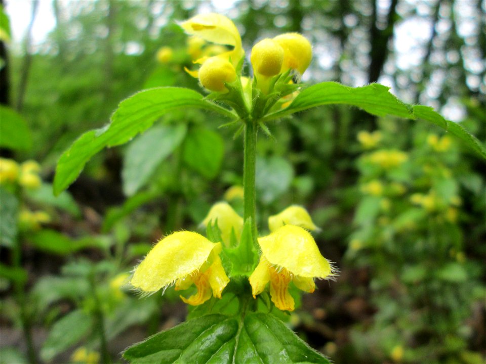 Gewöhnliche Goldnessel (Lamiastrum galeobdolon) im Deutschmühlental in Alt-Saarbrücken