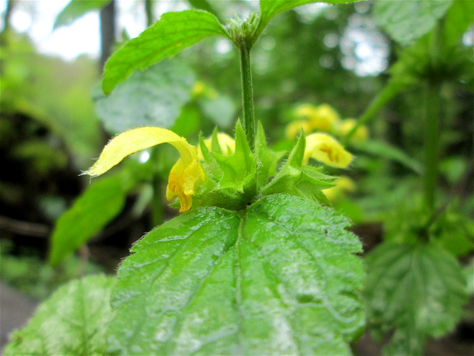 Gewöhnliche Goldnessel (Lamiastrum galeobdolon) im Deutschmühlental in Alt-Saarbrücken