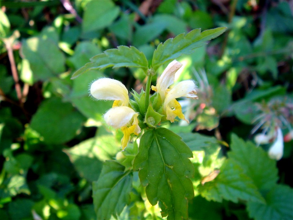 Lamium galeobdolon