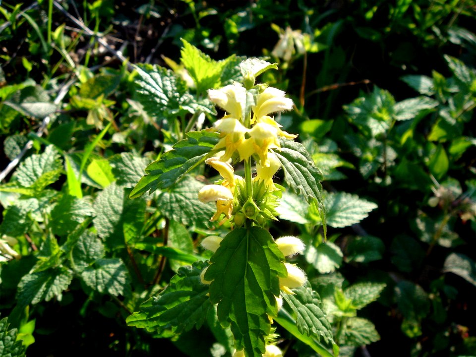 Lamium galeobdolon