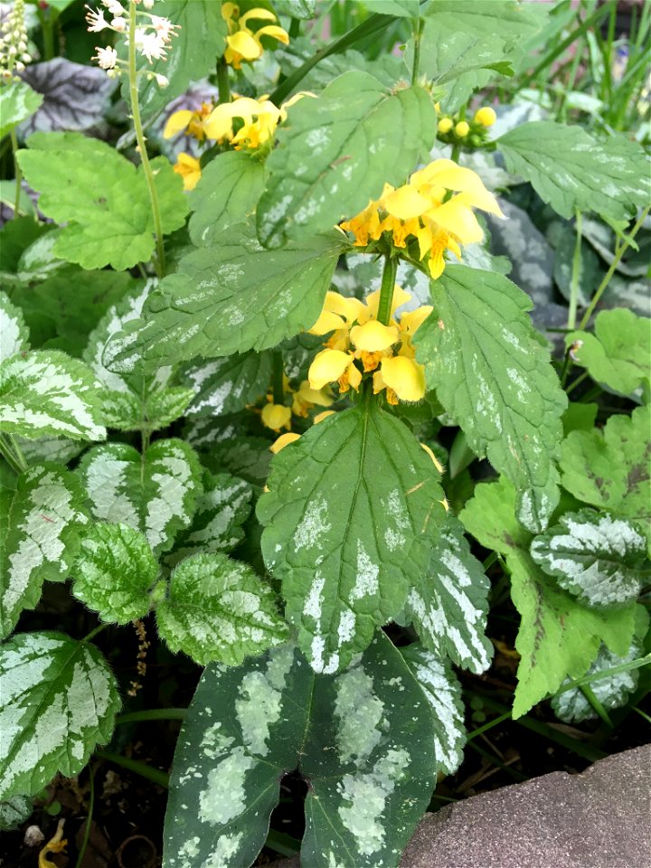 yellow archangel (Lamium galeobdolon)