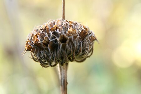 Trockenblume infructescence decoration