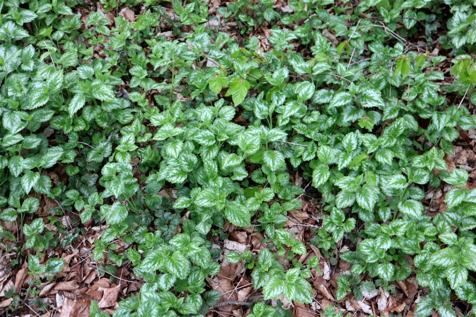 yellow archangel (Lamium galeobdolon)