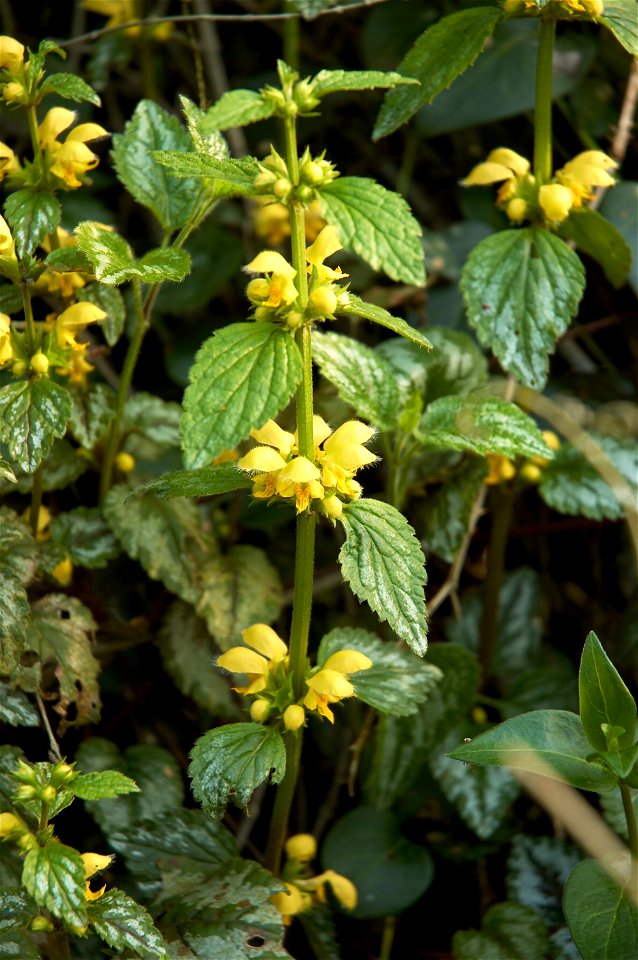 lamium galeobdolonNederlands:  gele dovenetel