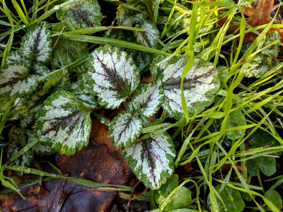 Variegated Yellow Archangel (Lamium galeobdolon argentatum)