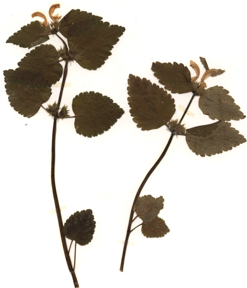 Lamium galeobdolon s. str., eigener Herbarbeleg von 1982, Unterfranken