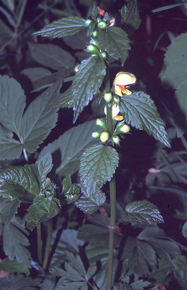 Lamium montanum in Unterfranken