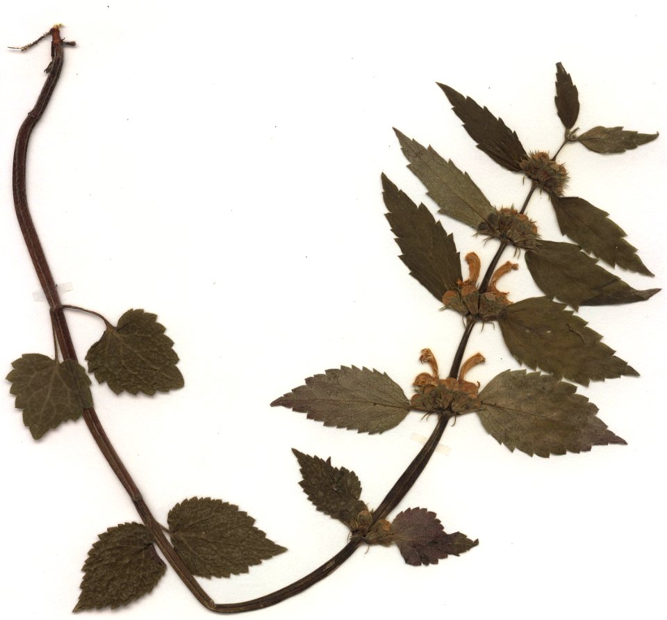 Lamium montanum, eigener Herbarbeleg von 1988, Unterfranken