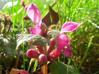 Gefleckte Taubnessel (Lamium maculatum) an der Saar in Saarbrücken