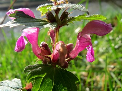 Gefleckte Taubnessel (Lamium maculatum) an der Saar in Saarbrücken