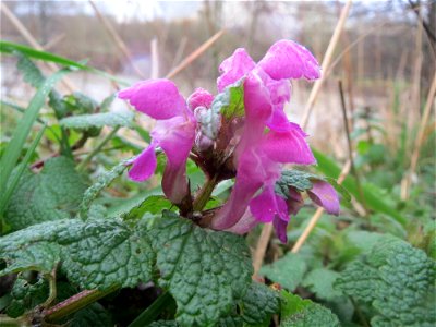 Gefleckte Taubnessel (Lamium maculatum) in der Saaraue Güdingen
