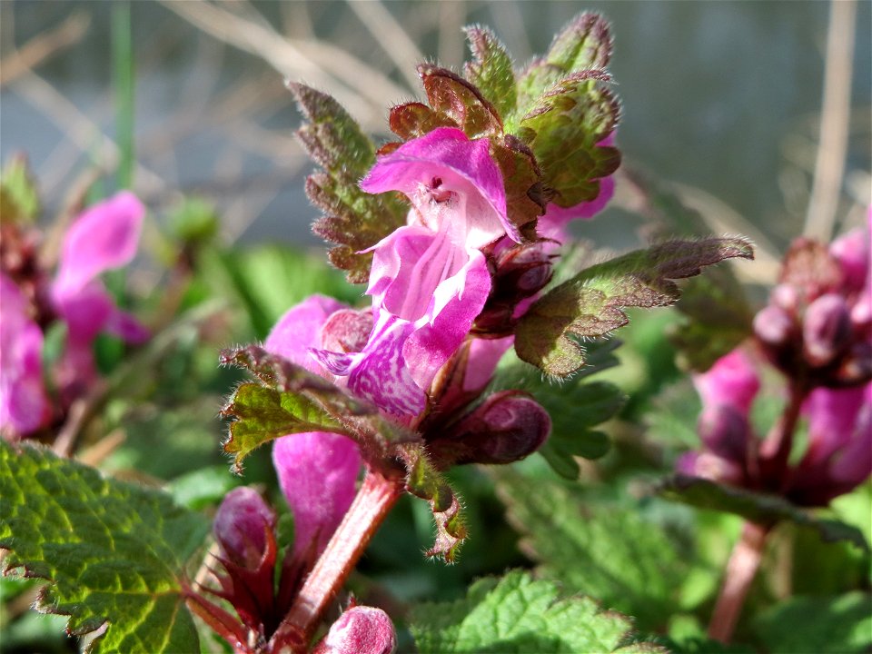Gefleckte Taubnessel (Lamium maculatum) an der Saar in Saarbrücken