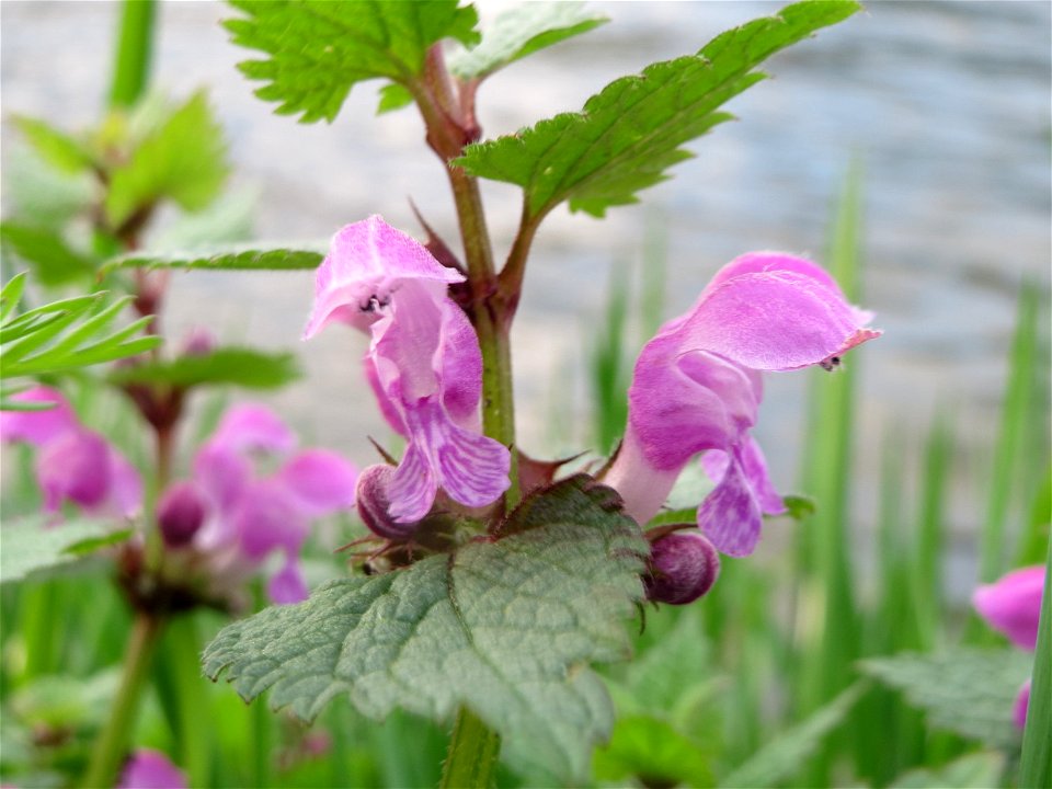 Gefleckte Taubnessel (Lamium maculatum) in Heidelberg