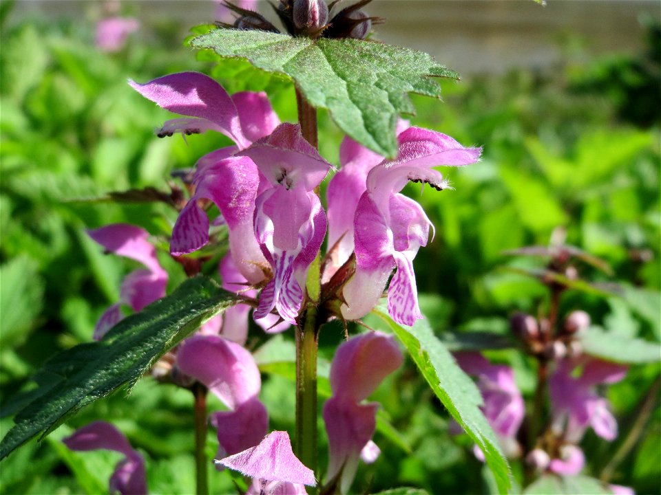 Gefleckte Taubnessel (Lamium maculatum) am Neckarufer in Heidelberg-Neuenheim
