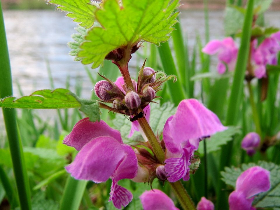 Gefleckte Taubnessel (Lamium maculatum) in Heidelberg