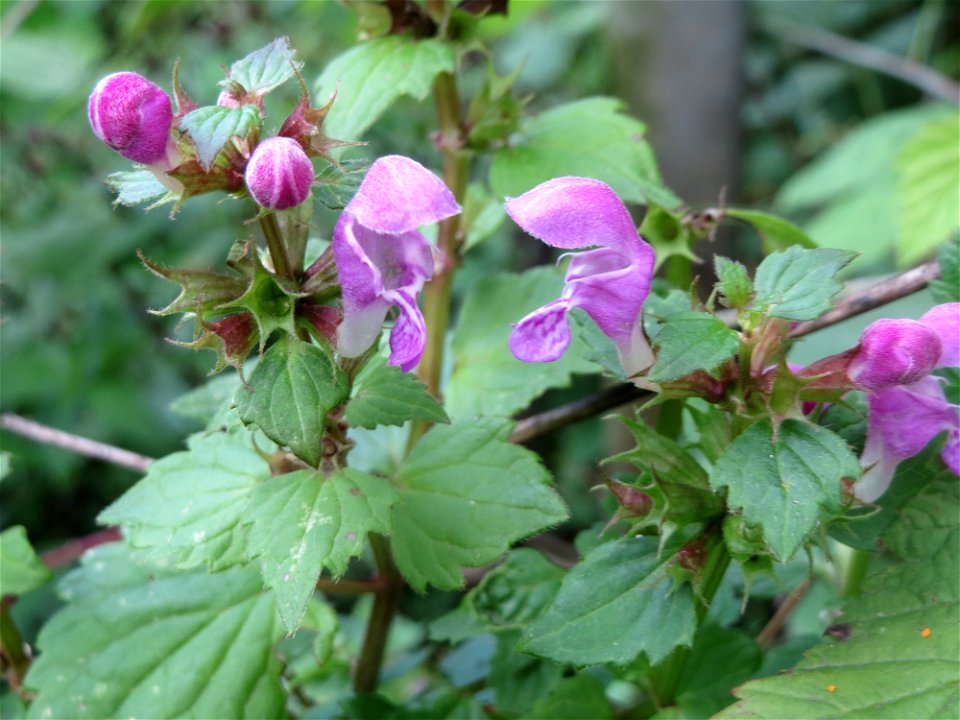 Gefleckte Taubnessel (Lamium maculatum) im Schwetzinger Hardt