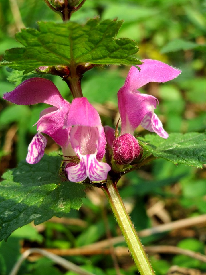 Gefleckte Taubnessel (Lamium maculatum) im Saubusch in der Schwetzinger Hardt