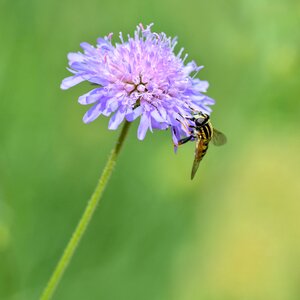 Purple forage fly